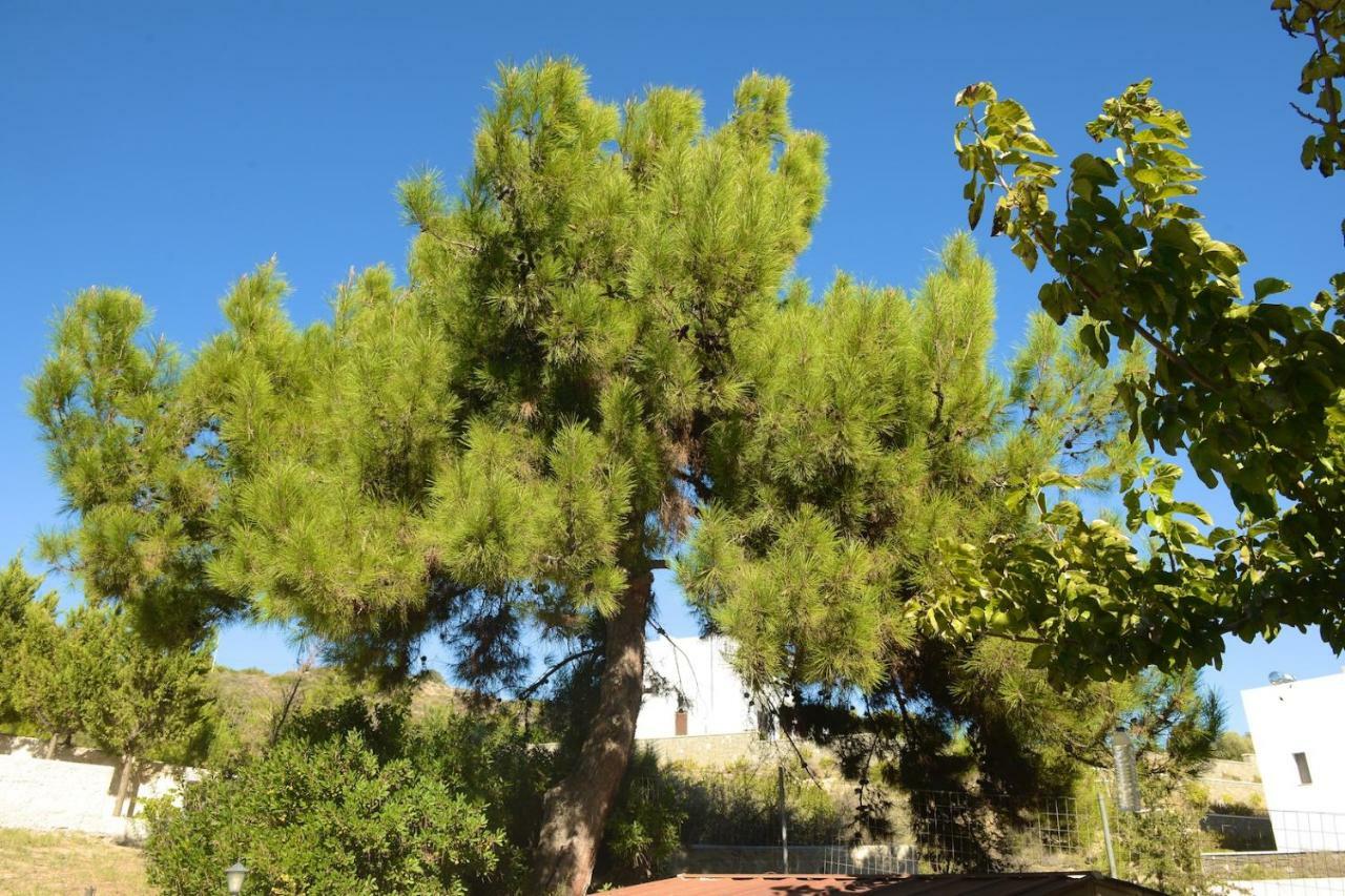 Blue Harmony Villas Kiotari Esterno foto